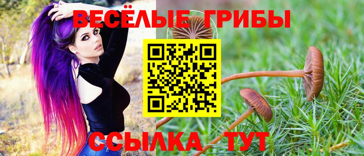 Алексин  Галлюциногенные грибы Psilocybine cubensis  Вход с VPN 